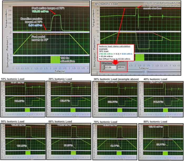 Isotonic load measurement graph; torque vs. time chart with force analysis; biomechanics study.