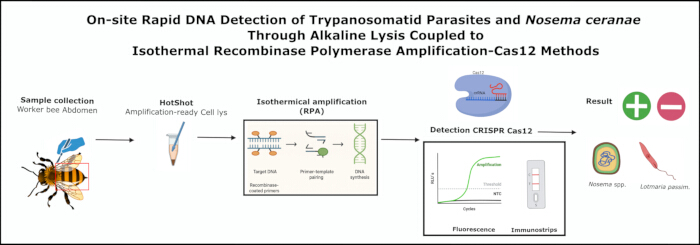 figure-results-1 DNA detection process diagram; bee sample, alkaline lysis, RPA, CRISPR-Cas12, fluorescence results.