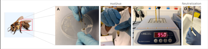 figure-results-2 Honeybee dissection sequence: sample prep, HotShot, 95°C incubation, neutralization process.