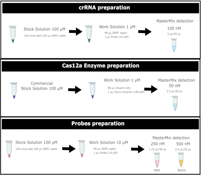 figure-results-3 crRNA, Cas12a enzyme, and probes preparation; diagram of master mix detection process and solutions.
