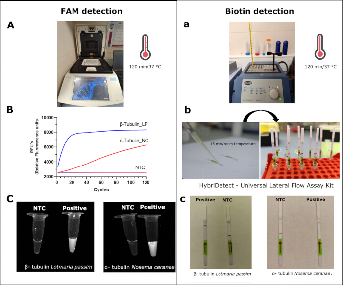 figure-results-4 FAM vs. Biotin detection; PCR setup, amplification graph, lateral flow assay for β-tubulin analysis.
