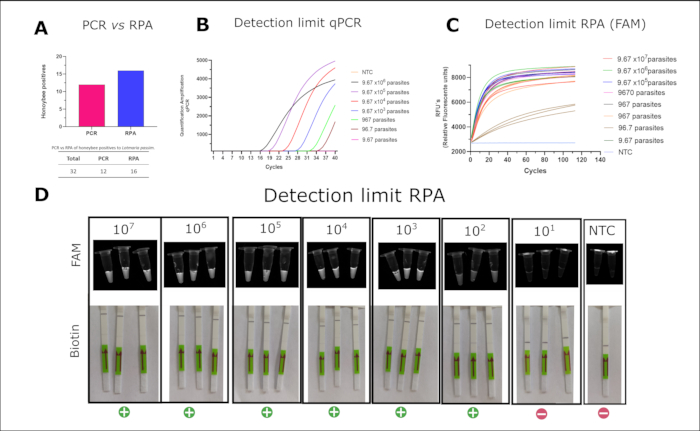figure-results-5 Detection limits of PCR vs. RPA; includes qPCR and RPA graphs, plus RPA detection results.