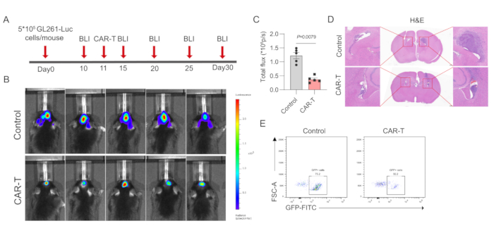 figure-results-2 Bioluminescence imaging of CAR-T cell therapy efficacy, tumor growth chart, histology H&E, flow cytometry.