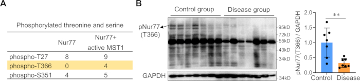 figure-results-2 Phosphorylation analysis in Nur77 with Western blot and bar graph comparison; protein expression data.