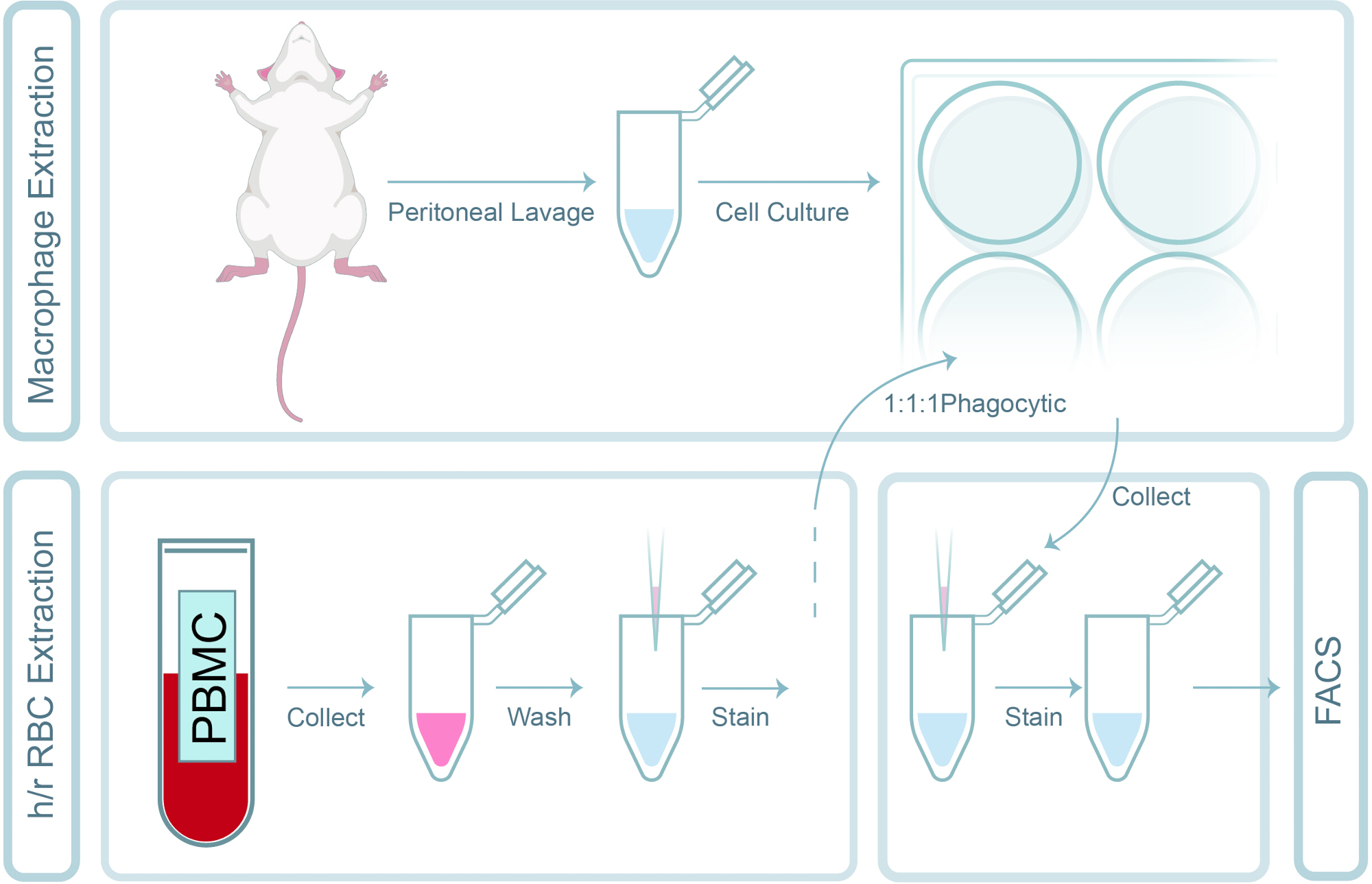 A Quantitative Assessment of the Phagocytosis of Allogeneic and ...