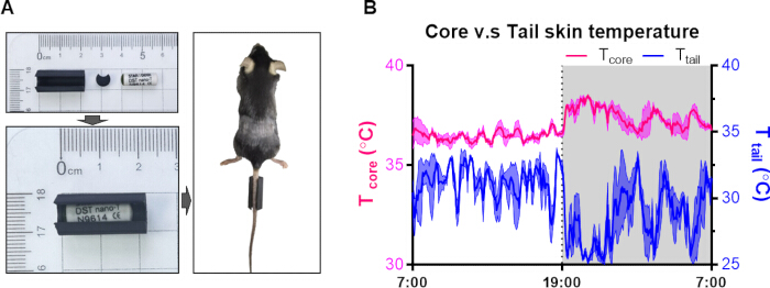 figure-results-1 Core vs. Tail Temperature Monitoring: Diagram showing implant measurement and data graph of a mouse.