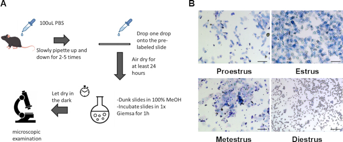 figure-results-2 Mouse vaginal cytology process; PBS, Giemsa staining; microscopic slide prep diagram, cell analysis.