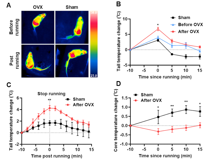 figure-results-4 Thermography comparison and temperature change graphs post-exercise in OVX and Sham groups.