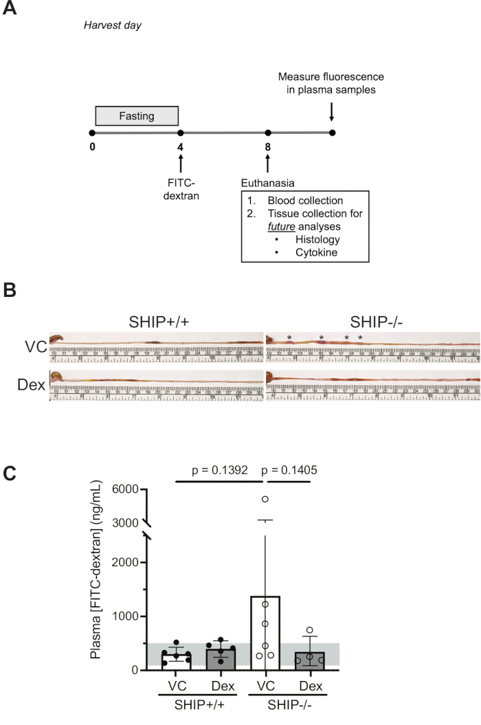 figure-results-1 FITC-dextran absorption graph and experiment: fasting, euthanasia, fluorescence measurement steps.