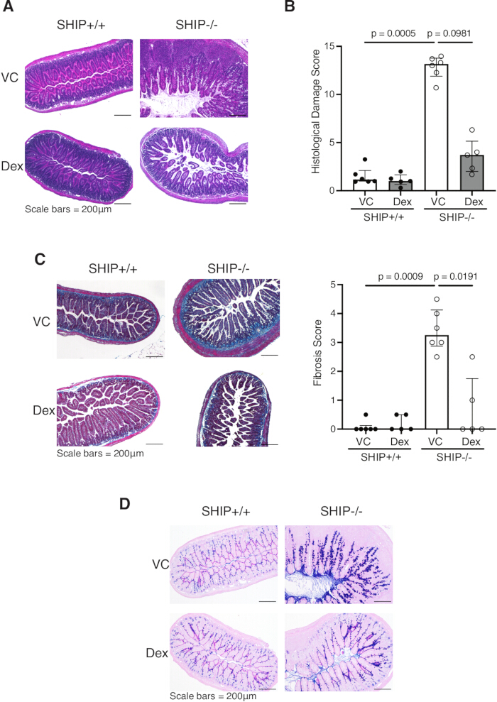 figure-results-2 Histology of SHIP+/+ and SHIP-/- intestinal tissue; damage scores and fibrosis in charts.
