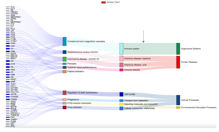 figure-results-5 Sankey chart of gene pathways; complements, cellular processes; immune, disease flow analysis.
