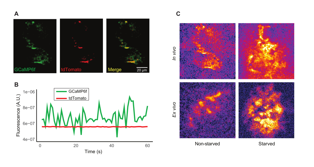 In-vivo and Ex-vivo Calcium Imaging of an Olfactory Circuit Neuron in ...
