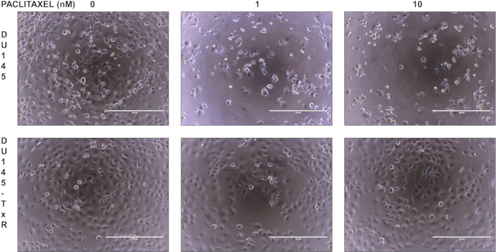 Paclitaxel effect on cell cultures at 0, 1, 10 nM concentration; microscopy experiment results.