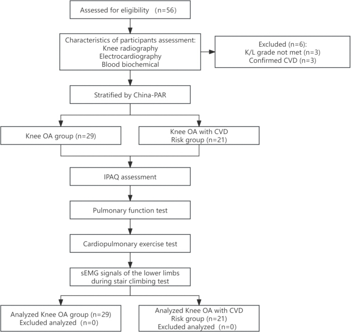 Flowchart of knee OA study process; eligibility, stratification, testing, analysis steps detailed.
