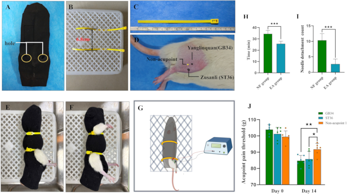 figure-results-1 Acupuncture experiment setup showing rat point identification, restraint method, and pain threshold graph.