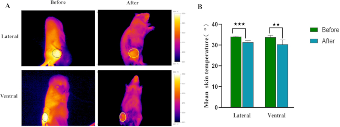 figure-results-3 Thermal imaging and bar graph; skin temperature analysis; lateral-ventral measurement comparison.