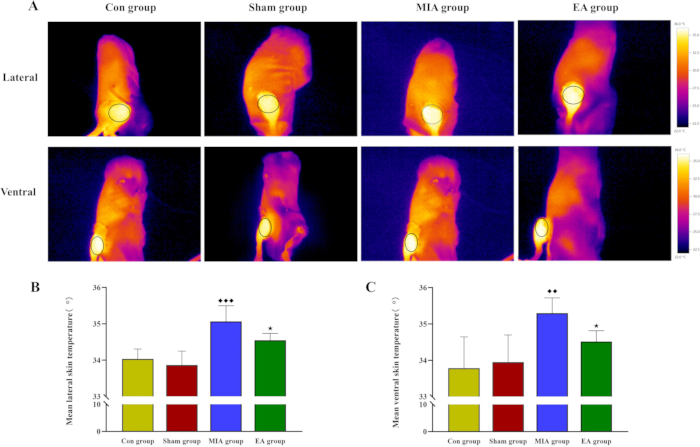 figure-results-4 Infrared thermography of rat skin temperature, statistical bar charts; inflammation study.