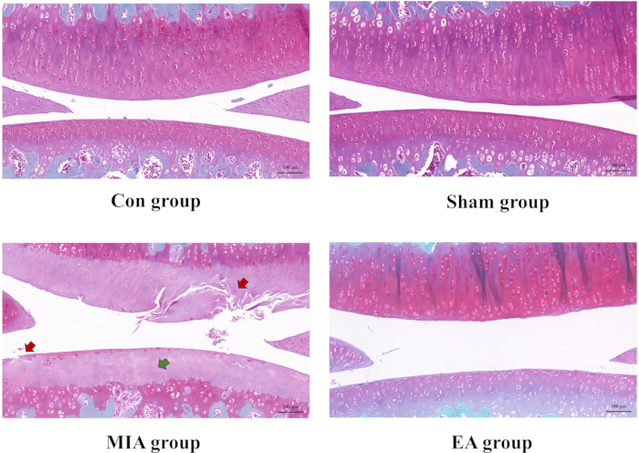 figure-results-5 Histology comparison with stained tissue samples, four groups: Con, Sham, MIA, EA; microscopy analysis.