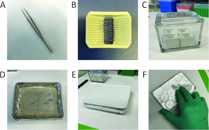 figure-results-3 Experimental setup for tissue sectioning process using microtome, slides, and protective storage.