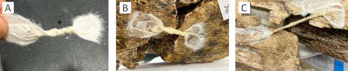 Cotton fiber attachment in rock crevice, diagram of plant dispersal mechanism in geological study.