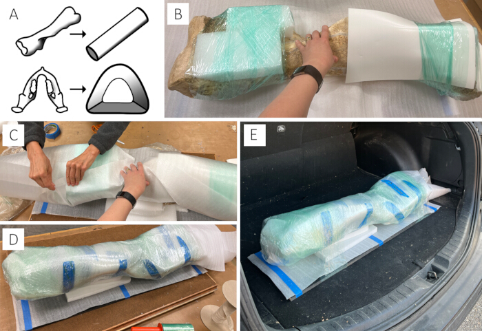 Fossil transportation process; diagram and images of packing fossil in foam and bubble wrap for transport.