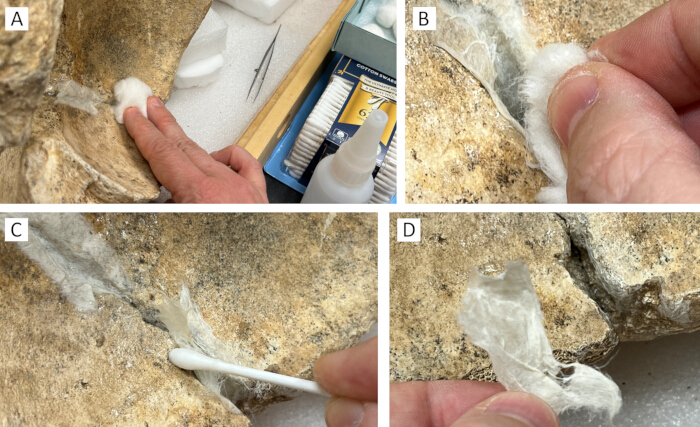 Conservation process on bones using adhesive and cotton in step-by-step lab procedure.