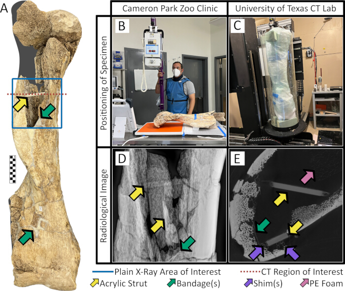 Dinosaur bone imaging: X-ray and CT scan diagram, radiological images, fossil examination methods.