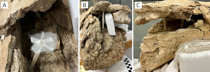Fossil support methods; rock stability; preservation techniques; paleo setup; protective measures.