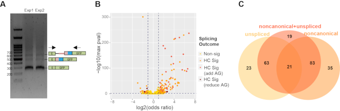 Gel electrophoresis, data analysis, Venn diagram; DNA splicing outcomes, visualized experiment results.