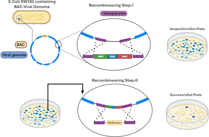 Recombineering process diagram: E. coli with BAC-viral genome, homologous recombination, plates.