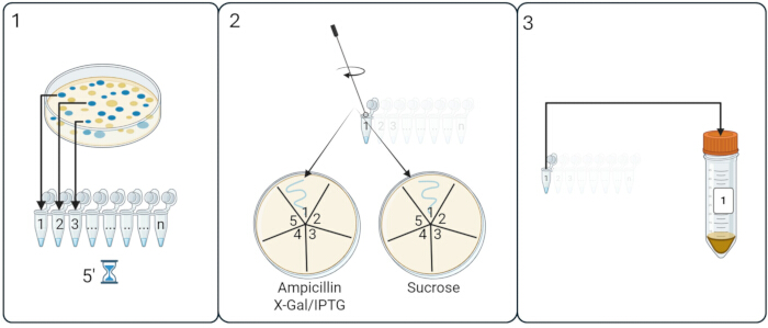 Bacterial cloning experiment; plasmid transfer, culture growth, selection on agar plates; diagram.