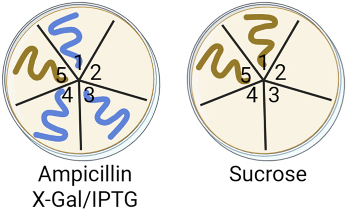 Petri dish diagram with Ampicillin X-Gal/IPTG and Sucrose for bacterial growth analysis.