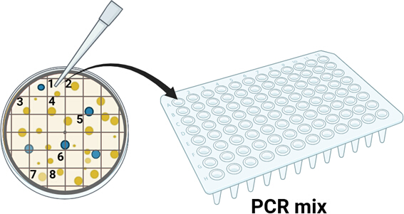 PCR setup diagram with pipette transferring samples from culture plate to PCR wells for amplification.