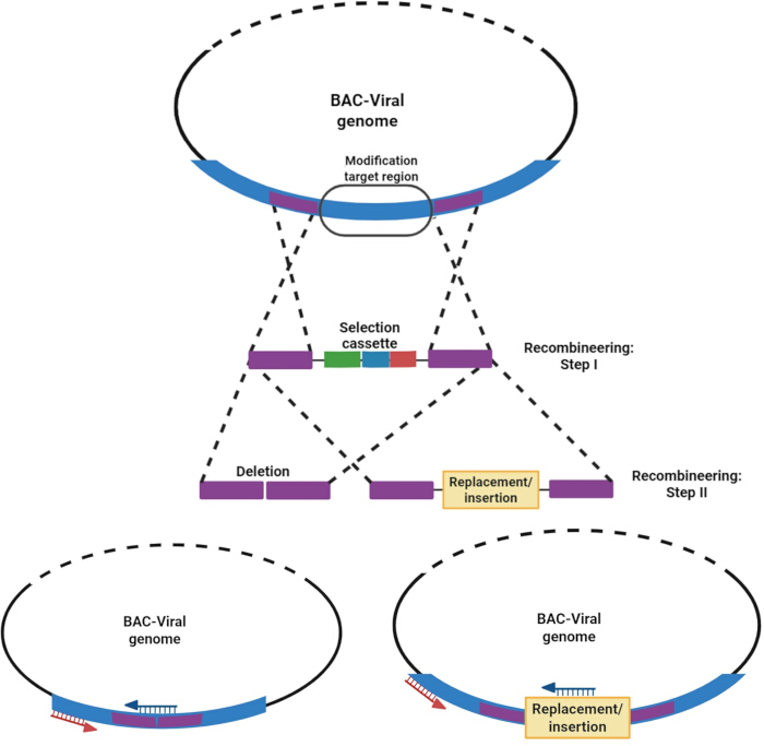 BAC-viral genome recombineering diagram showing selection cassette, deletion, insertion processes.