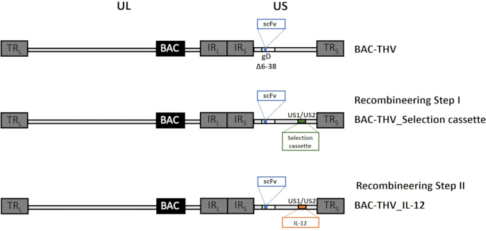 Gene recombineering diagram, BAC vector modifications for IL-12 insertion steps with selection cassette.