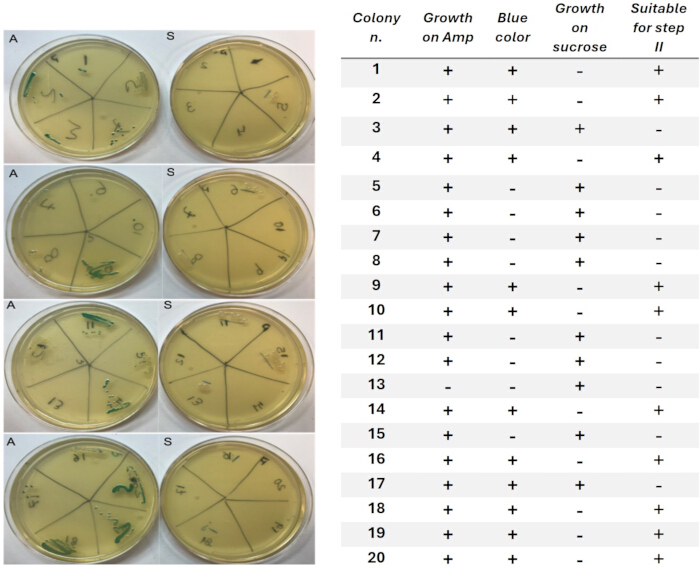 Petri dish transformation experiment; data table; bacterial colonies; growth analysis; gene expression.