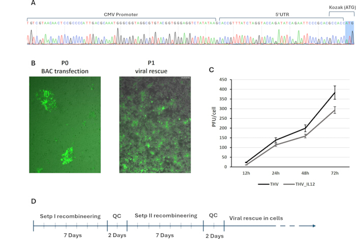 Gene sequencing diagram with CMV promoter, BAC transfection images, viral rescue graph, timeline.