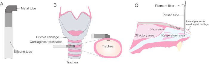 figure-results-1 Trachea anatomy, labeled diagram; metal/silicone tubes, respiratory areas, olfactory bulb.