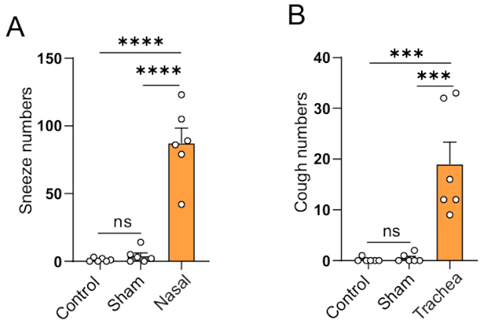 figure-results-2 Bar graphs comparing sneeze and cough numbers across control, sham, nasal, and trachea groups.