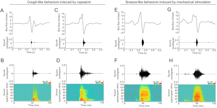figure-results-3 Cough and sneeze behaviors graph; flow rate, sound, spectrogram; induced by capsaicin, stimulation.