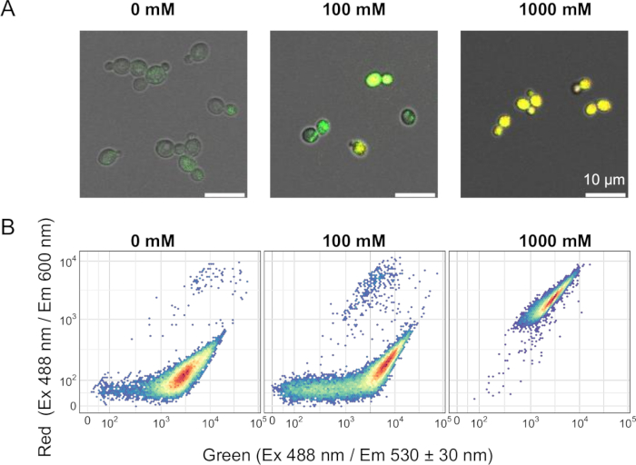Fluorescence microscopy images and scatter plots of yeast cells at varying NaCl concentrations.