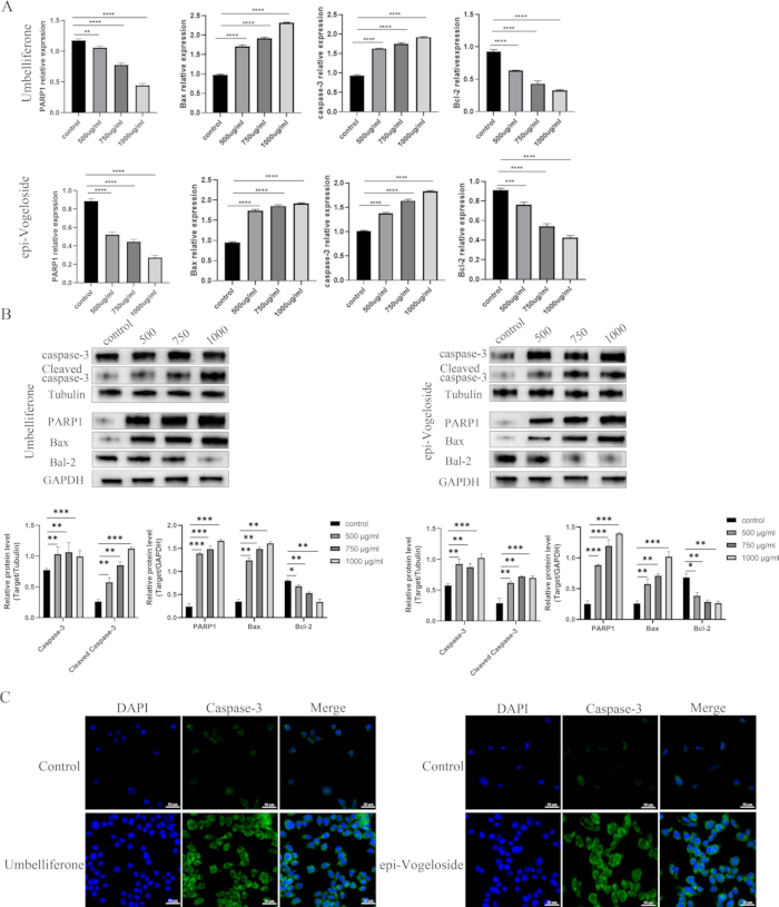 figure-results-4 Gene expression and protein analysis; bar graphs, Western blots, fluorescence microscopy; apoptosis study