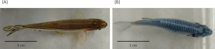 figure-protocol-1 Zebrafish comparison, stained vs. unstained specimen, morphology study, experimental image.