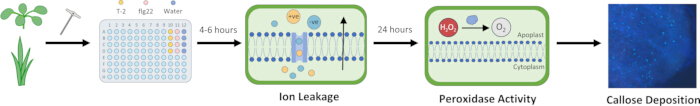 Plant stress response diagram showing ion leakage, peroxidase activity, and callose deposition method.