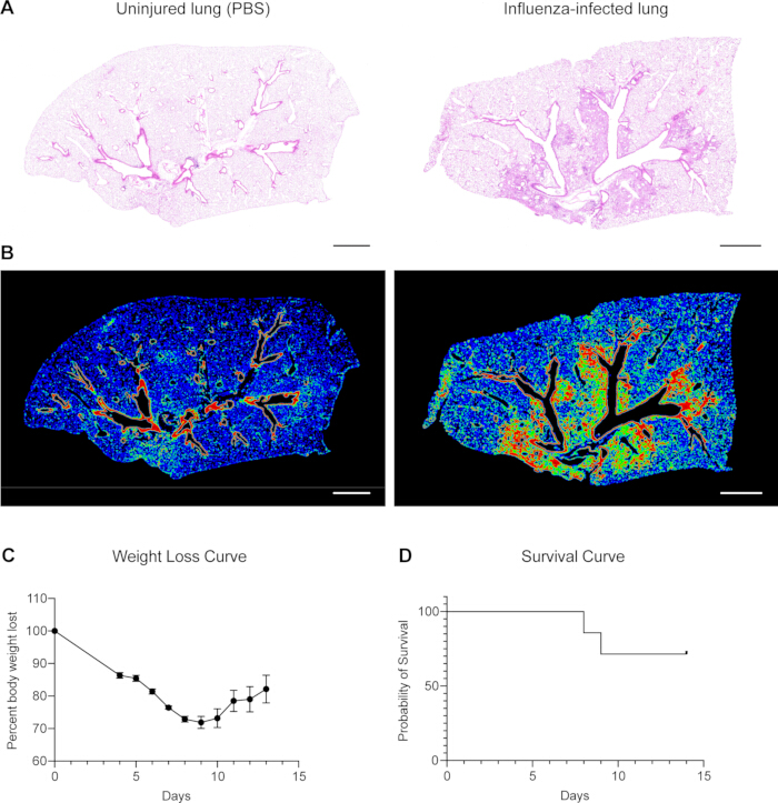 figure-results-1 Lung pathology diagram; influenza infection vs. control; histology, weight loss and survival curves.