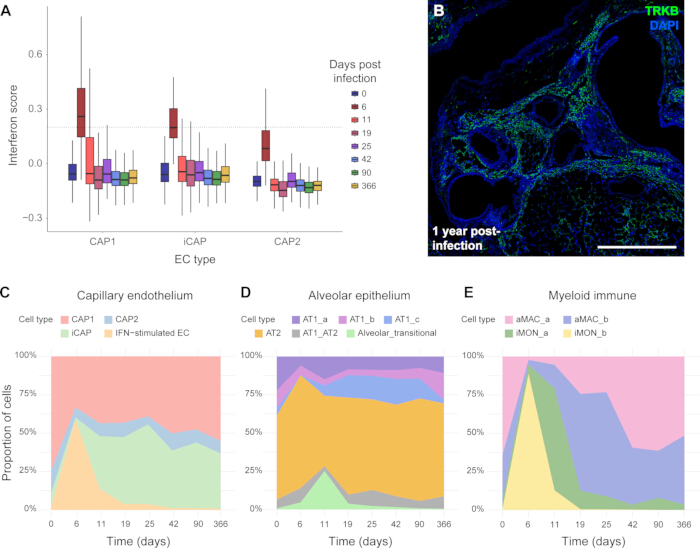 figure-results-2 Interferon score analysis diagram, infection progression graph, cell type proportion over time, microscopy.