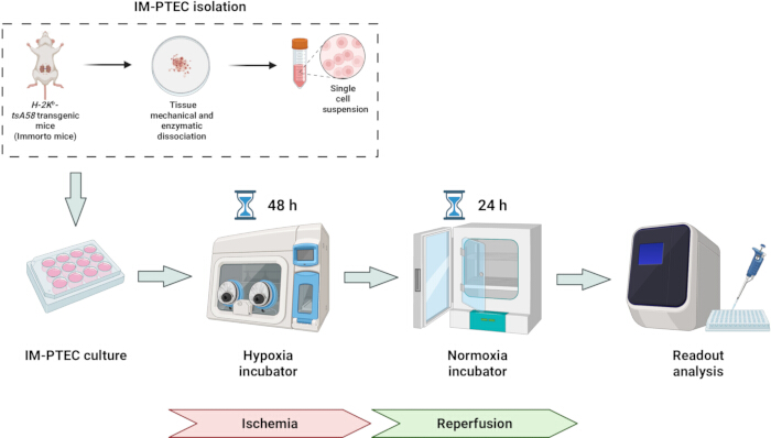 IM-PTEC isolation and culture diagram; hypoxia-normoxia process, ischemia-reperfusion study.