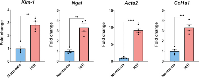 Bar chart displaying gene expression fold change for Kim-1, Ngal, Acta2, Col1a1 under H/R.