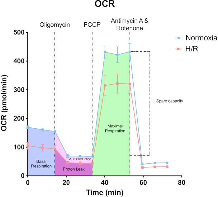 OCR analysis graph showing mitochondrial respiration rates during normoxia and hypoxia/reoxygenation.
