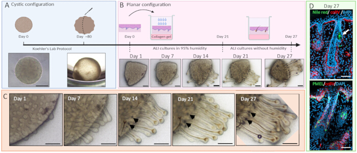 Cochlear organoid growth stages, cystic vs planar; collagen culture, microscopy, Day 1-27 analysis.